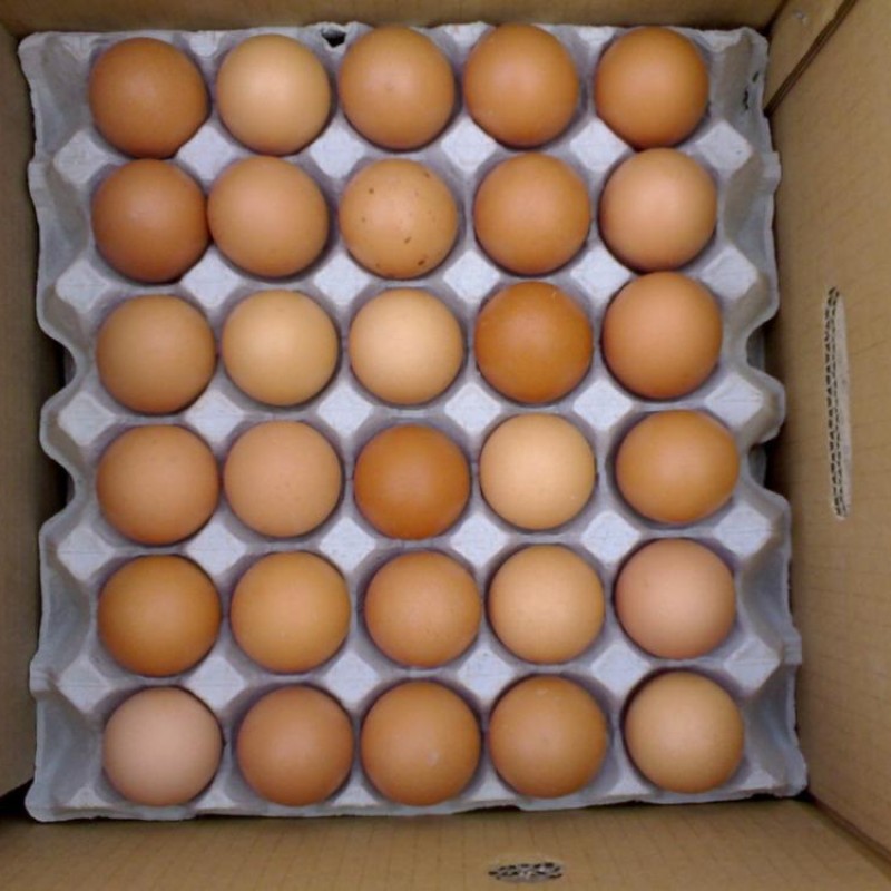Eggs Manufacturer - Organic Fresh Chicken Table