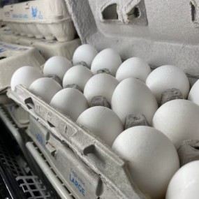 Chicken Eggs Manufacturer - Cobb 500 Broiler