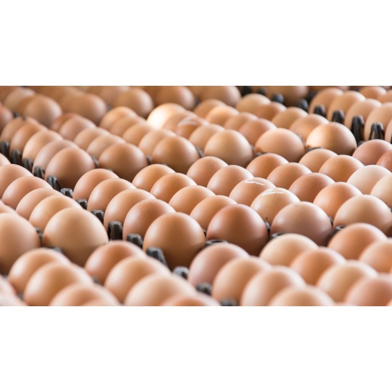 Chicken Eggs Supplier - Cheap Farm Fresh White