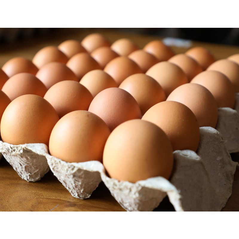 Table Eggs Factory - Best Quality Fresh White