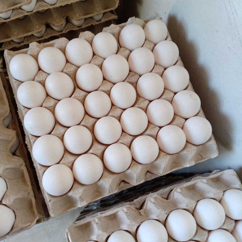 Table Eggs Factory - Fresh Table Eggs Farm Variety