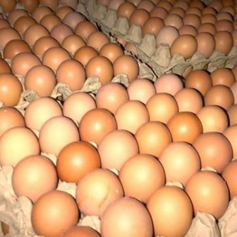 Chicken Eggs Supplier - Newly Hatched Fertile