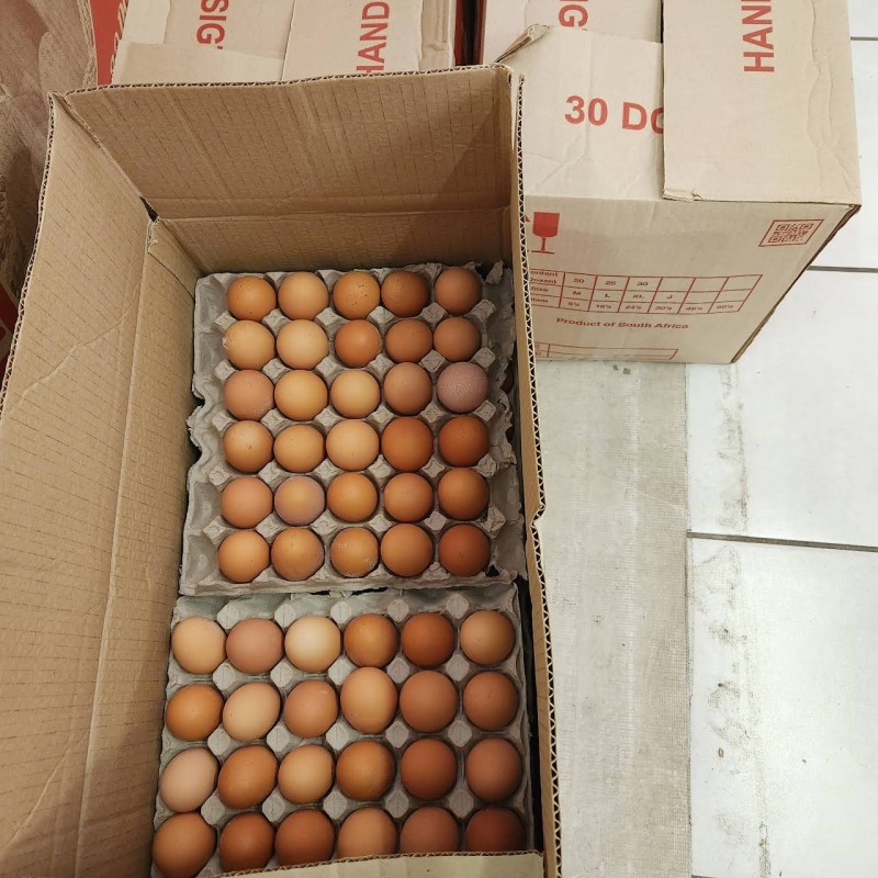 Chicken Eggs Supplier - Newly Hatched Fertile