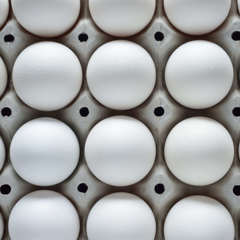 Chicken Eggs Manufacturer - Cobb 500 Broiler