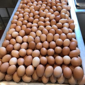 Eggs Manufacturer - Organic Fresh Chicken Table