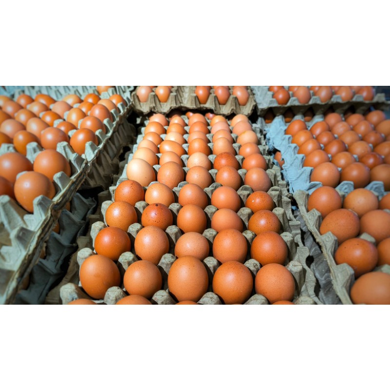 Table Eggs Factory - Best Quality Fresh White