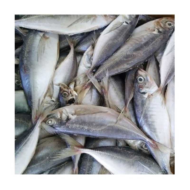 Mackerel Supplier - Spanish Horse Mackerel Price