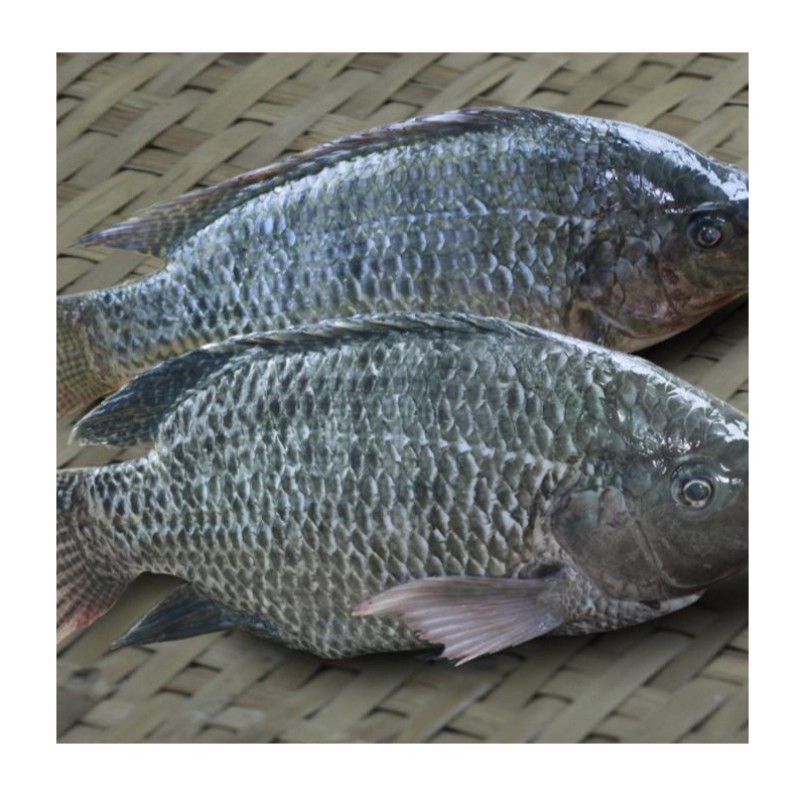 Fish Fillets Manufacturer - Organic Frozen Tilapia