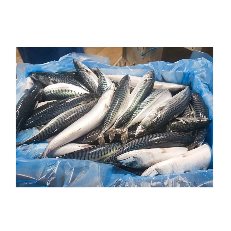 Fish Supplier - Manufacturer Whole Round Frozen