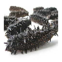 Sea Cucumber Factory - High Quality Dried