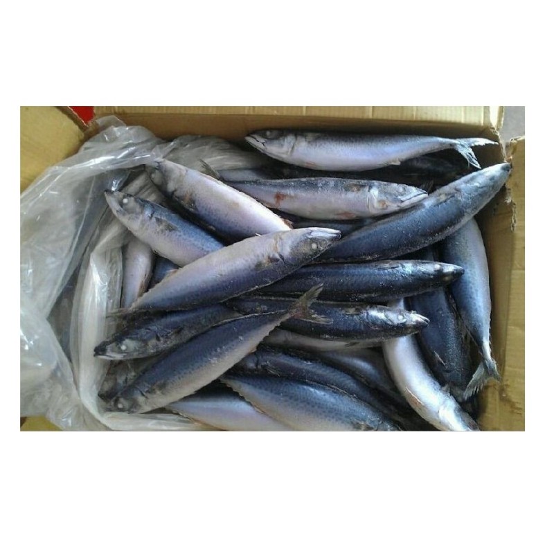 Seafood Supplier - Best Service Mackerel Horse