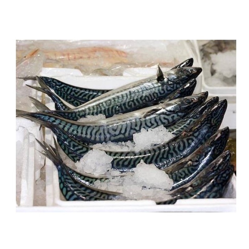 Fish Manufacturer - BQF IQF Whole Frozen