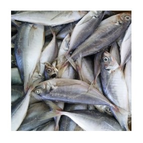 Seafood Manufacturer - Wholesale Premium IQF