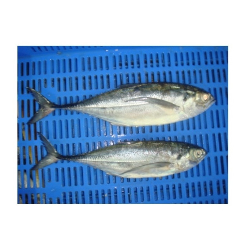 Fish Factory - Organic Frozen Pacific Mackerel