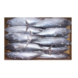 Tuna Fish Supplier - Frozen Whole Round Bonito