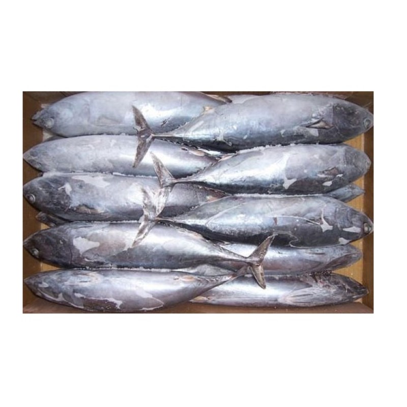 Tuna Fish Supplier - Frozen Whole Round Bonito