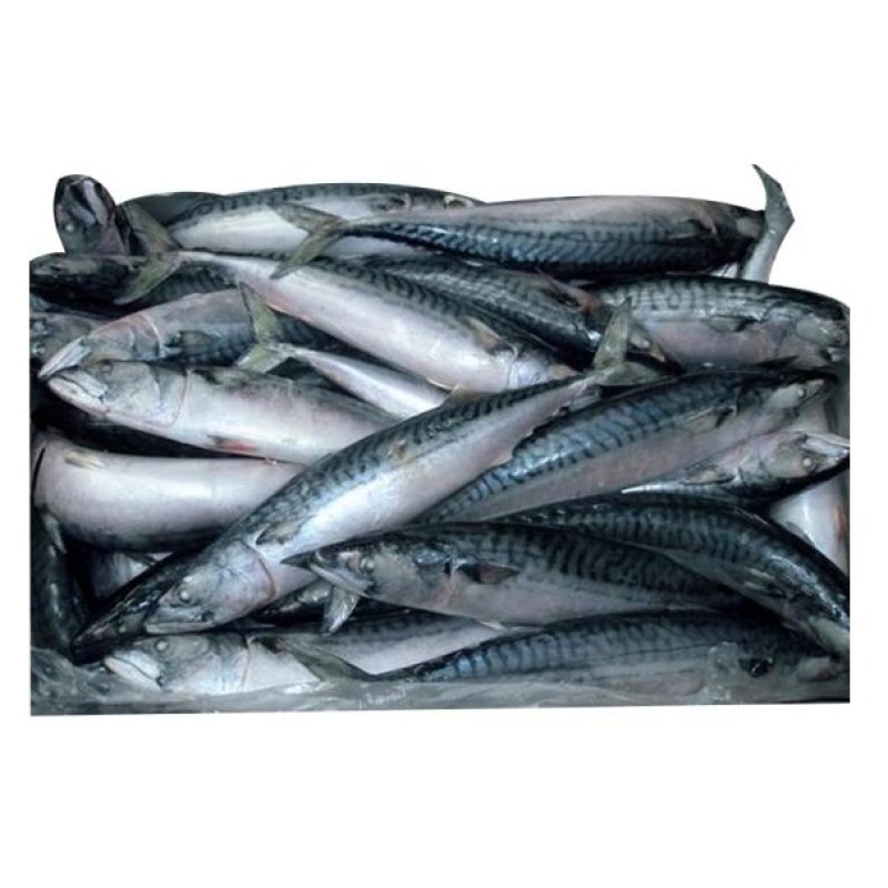 Seafood Supplier - Best Service Mackerel Horse