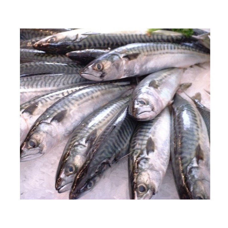 Mackerel Factory - High Quality Frozen Pacific