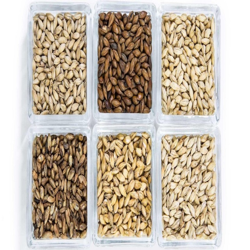 Barley Manufacturer - Premium Grade Organic