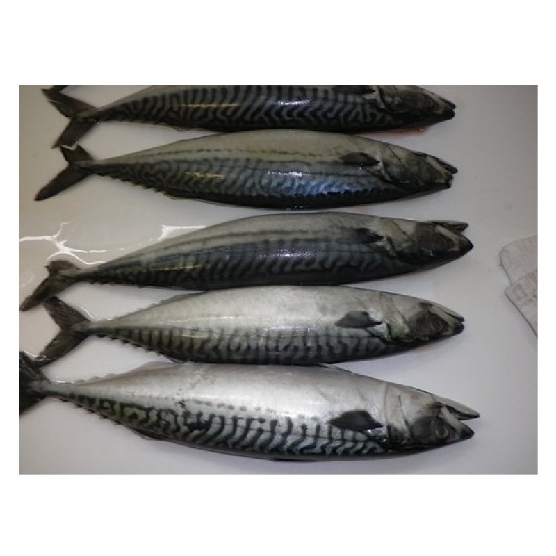 Seafood Supplier - Best Service Mackerel Horse