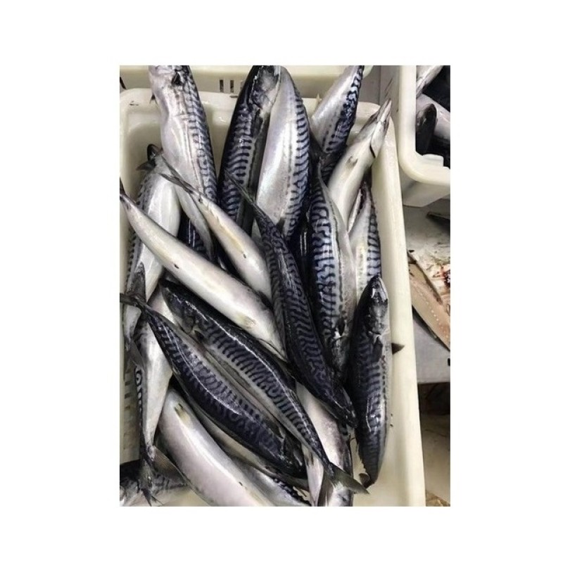Mackerel Supplier - Spanish Horse Mackerel Price