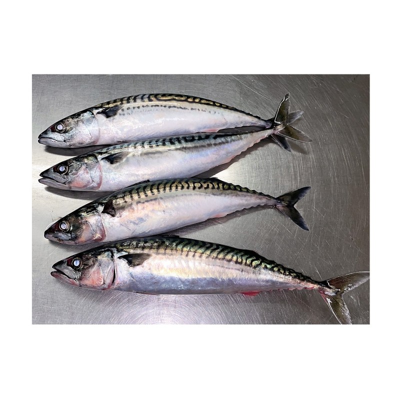 Mackerel Supplier - Brazil Export Frozen Horse