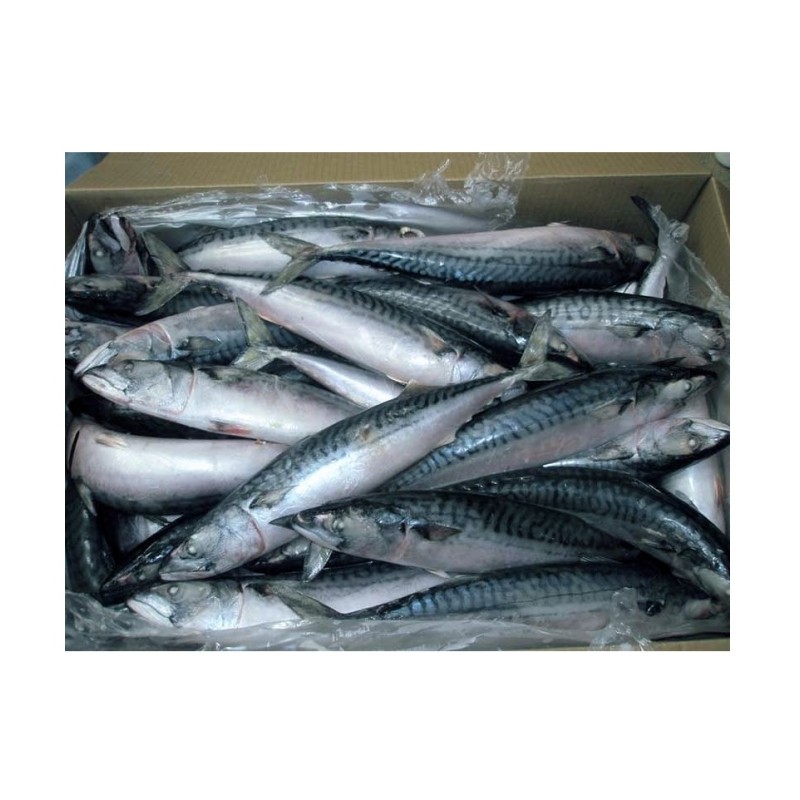 Fish Factory - High Quality Organic Frozen