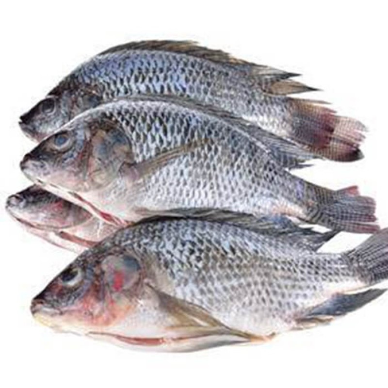Fish Fillets Manufacturer - Organic Frozen Tilapia