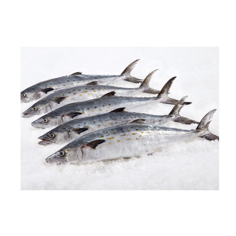 Fish Manufacturer - BQF IQF Whole Frozen