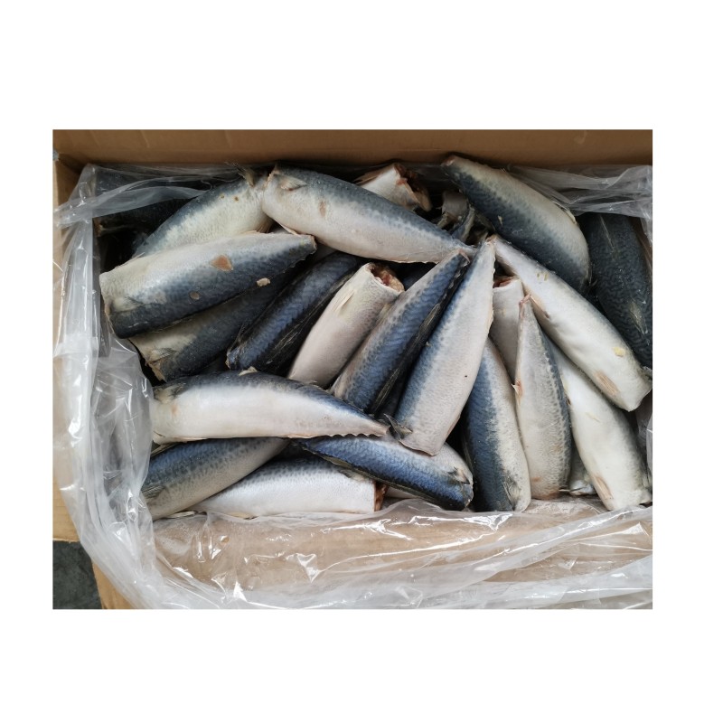 Fish Supplier - Manufacturer Whole Round Frozen