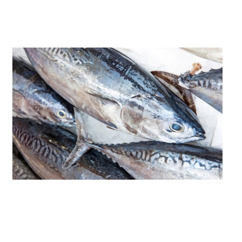 Tuna Fish Supplier - Frozen Whole Round Bonito