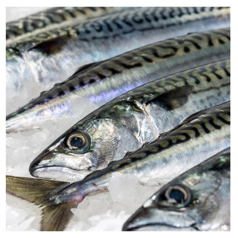 Seafood Supplier - Best Service Mackerel Horse