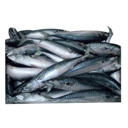 Seafood Manufacturer - High Quality Frozen Horse