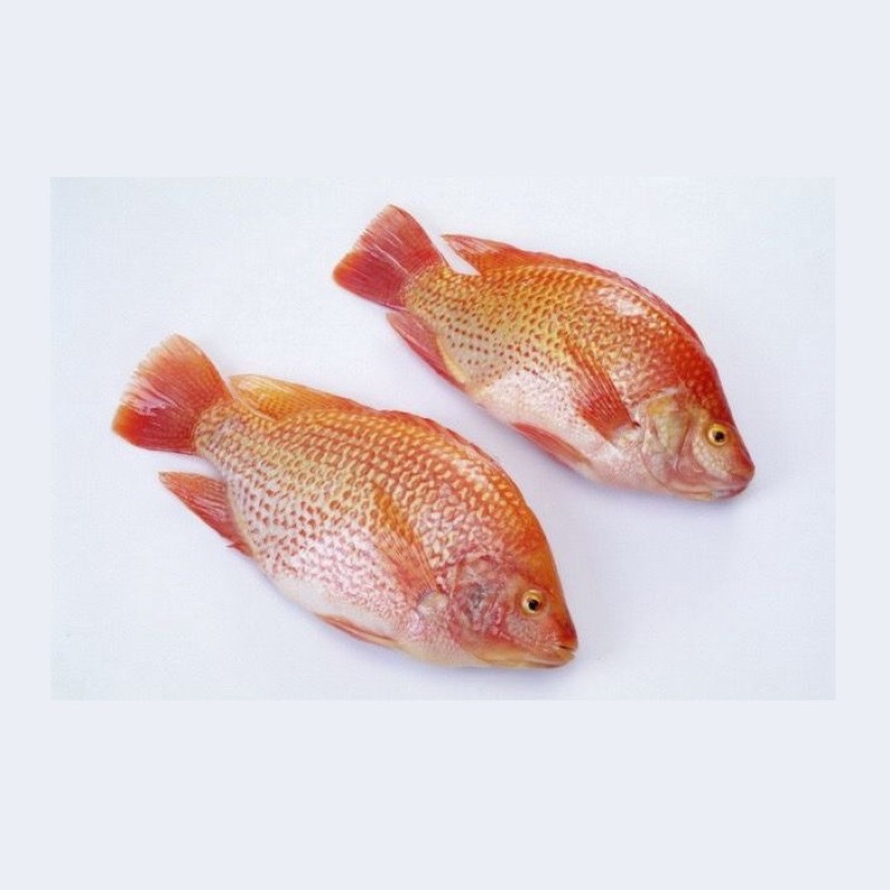 Fish Fillets Manufacturer - Organic Frozen Tilapia
