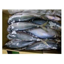 Mackerel Supplier - Brazil Export Frozen Horse