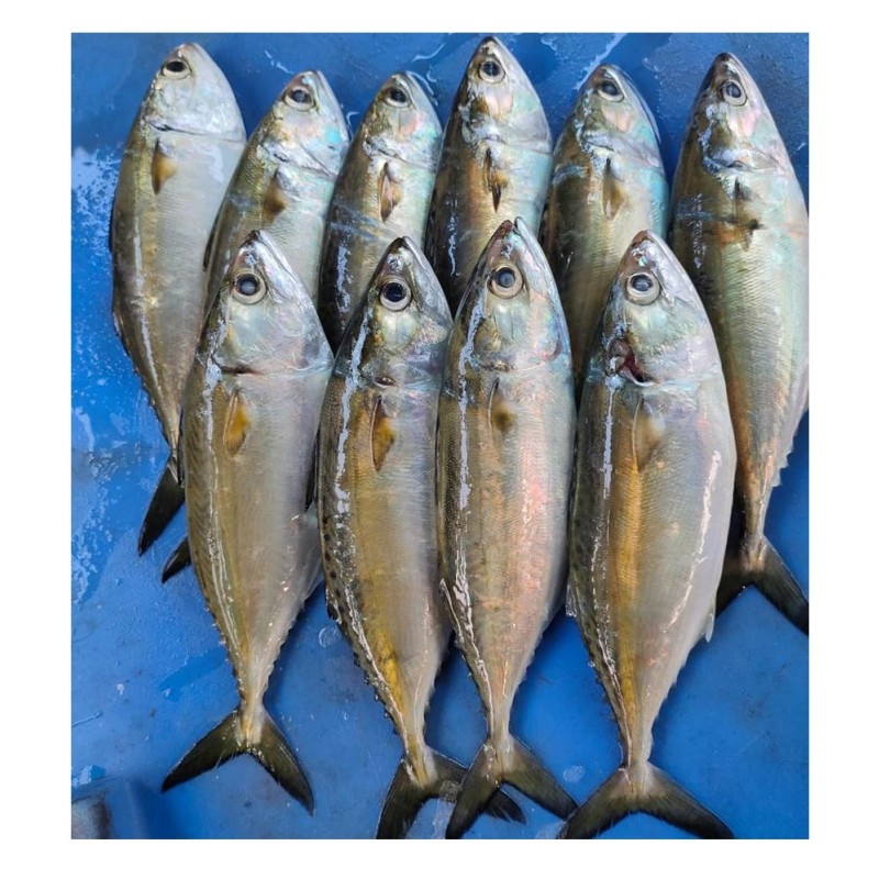 Seafood Manufacturer - High Quality Frozen Horse