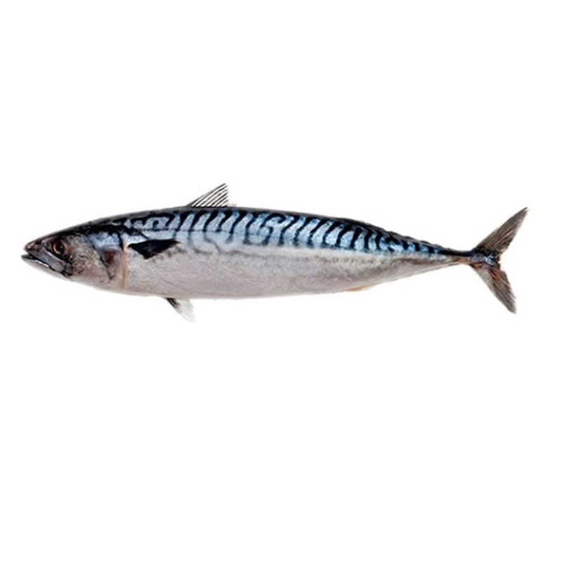 Seafood Supplier - Best Service Mackerel Horse