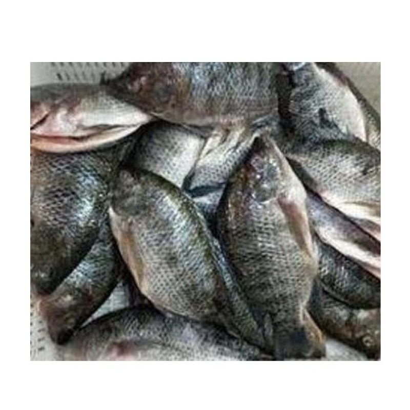 Fish Fillets Manufacturer - Organic Frozen Tilapia