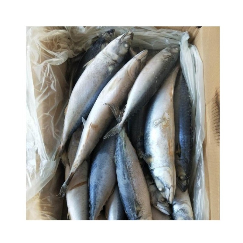 Mackerel Factory - High Quality Frozen Pacific