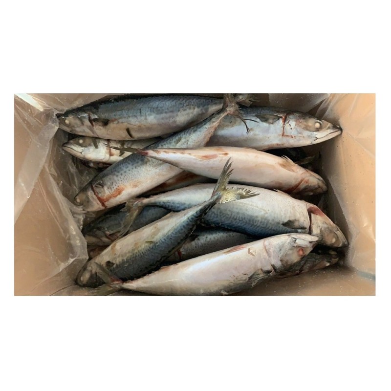 Mackerel Supplier - Spanish Horse Mackerel Price