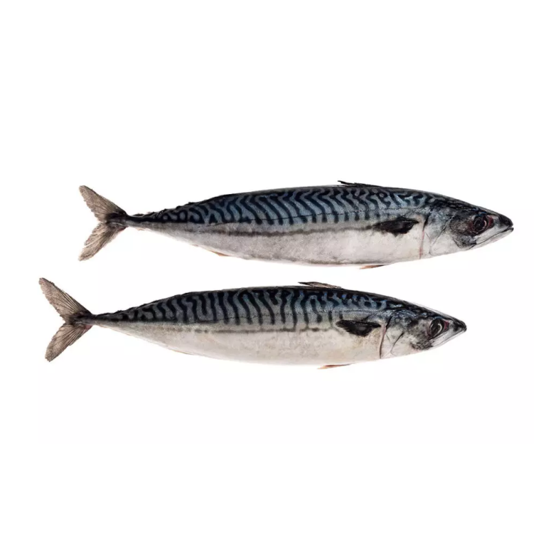 Fish Supplier - Manufacturer Whole Round Frozen