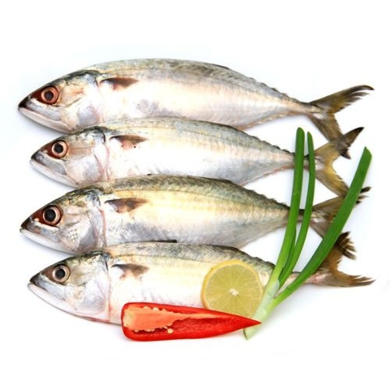 Mackerel Supplier - Brazil Export Frozen Horse
