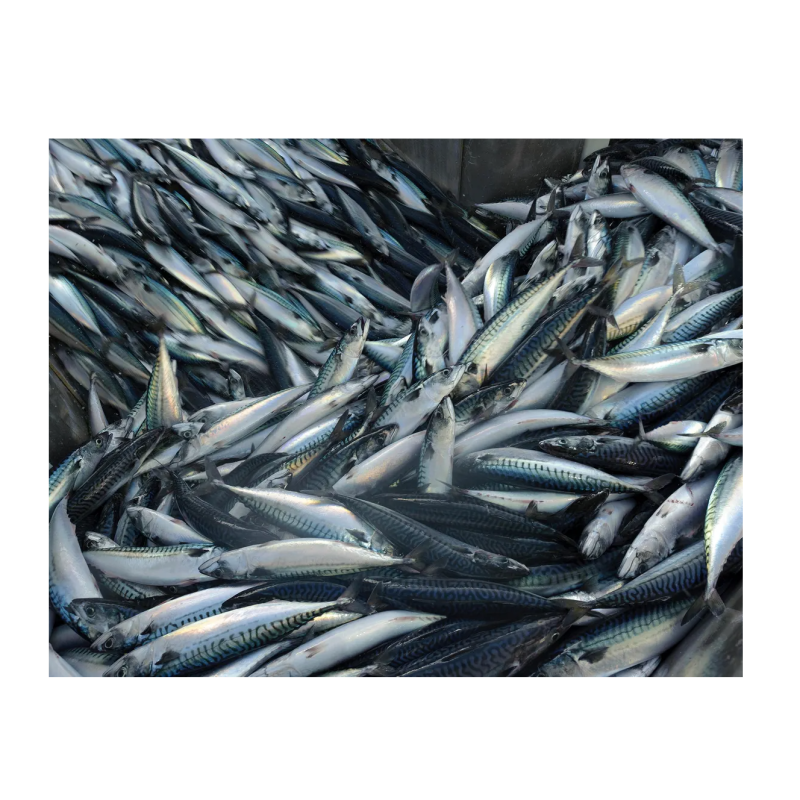 Fish Factory - High Quality Organic Frozen