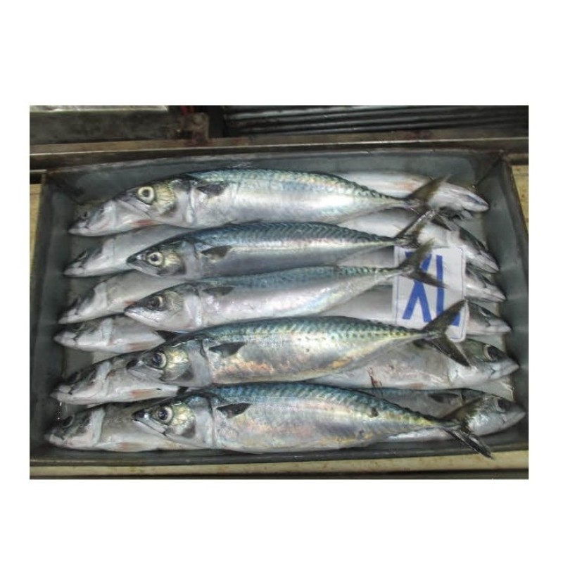 Mackerel Factory - Horse Mackerel Big Eye