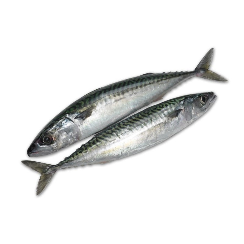 Fish Manufacturer - BQF IQF Whole Frozen