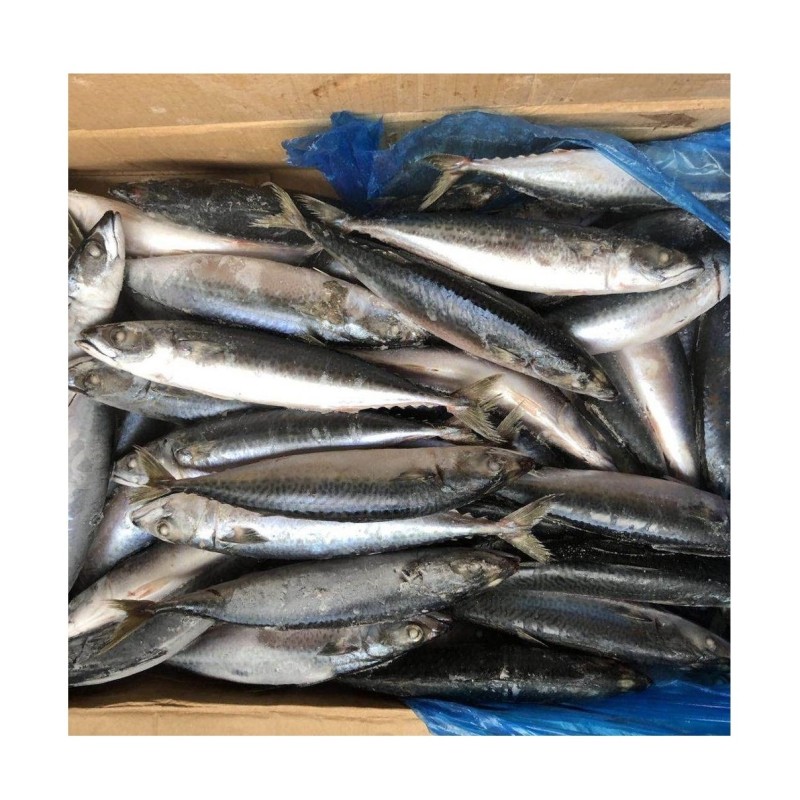 Fish Manufacturer - BQF IQF Whole Frozen