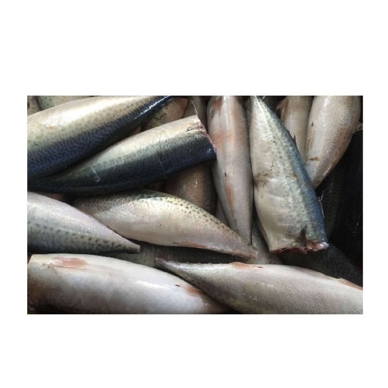 Mackerel Factory - Horse Mackerel Big Eye