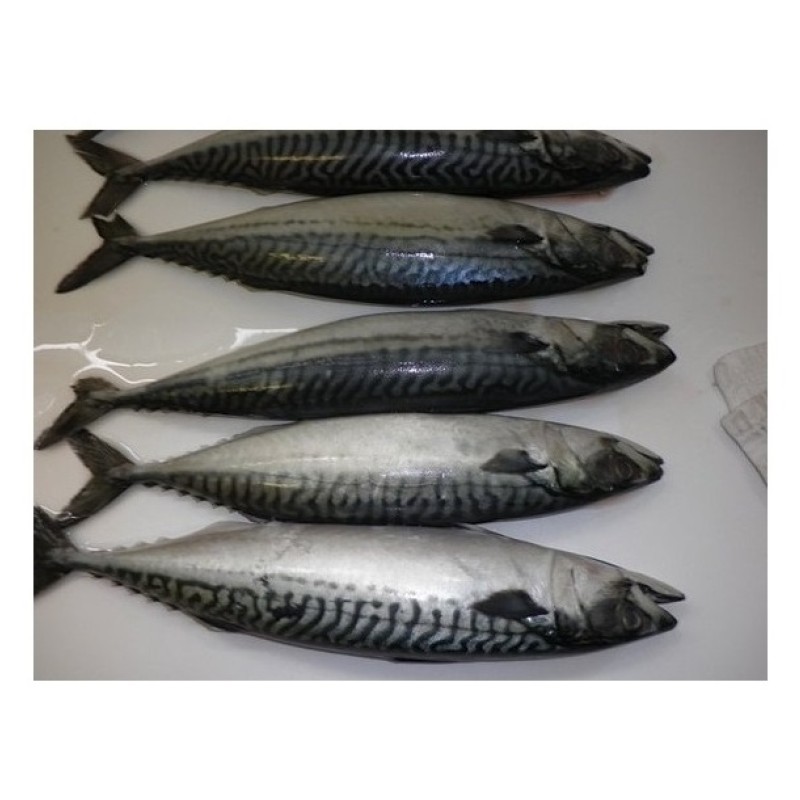 Mackerel Supplier - Spanish Horse Mackerel Price