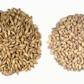 Barley Factory - Best Quality Competitive Price