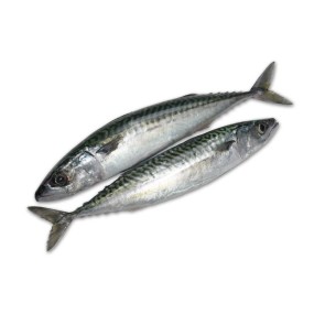 Fish Supplier - Manufacturer Whole Round Frozen